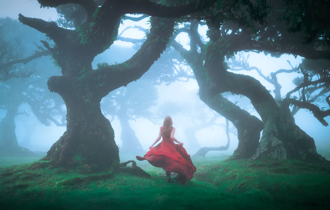 Photo wallpaper forest, girl, trees, branches, nature, pose, fog, Park
