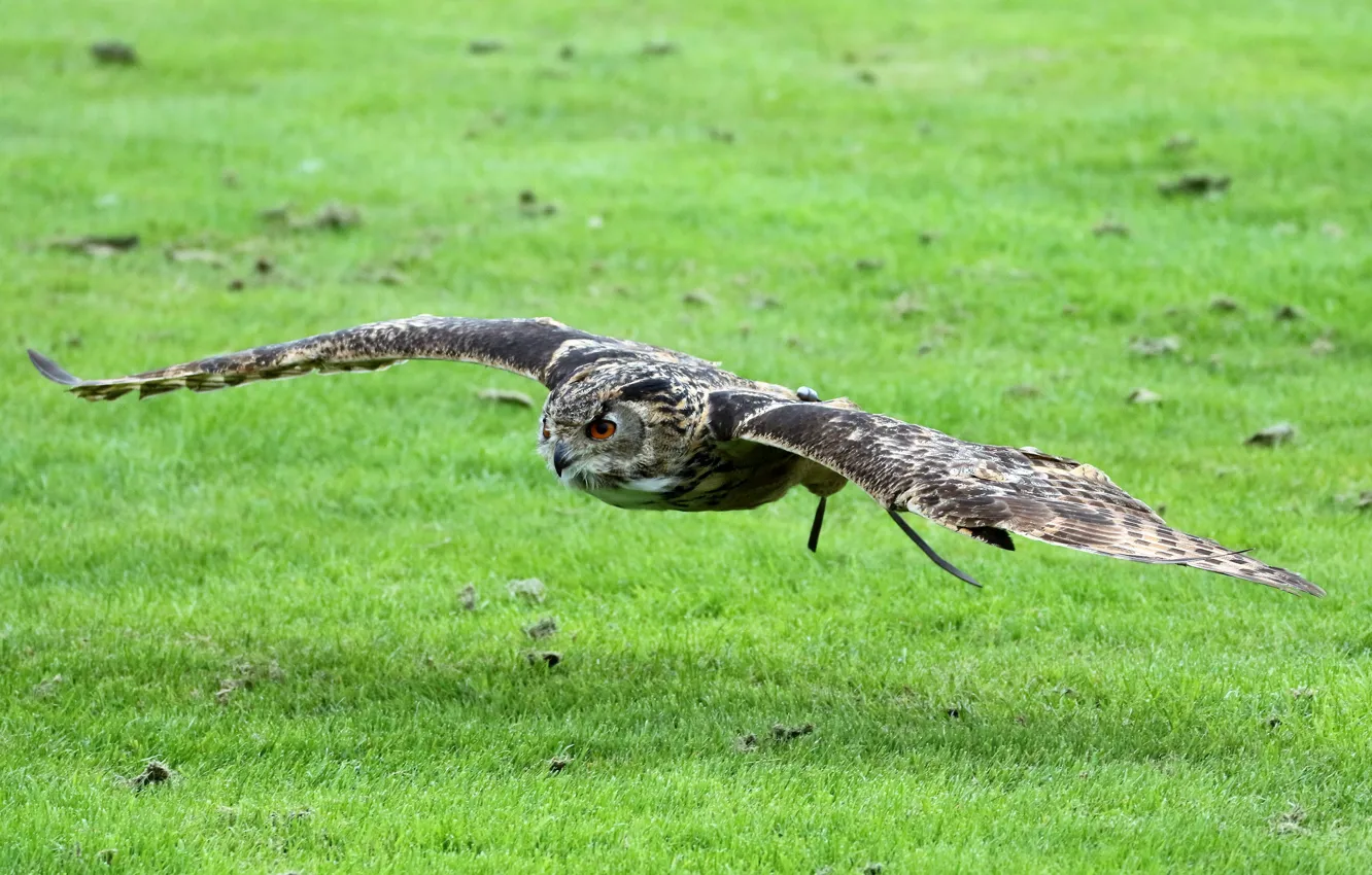 Photo wallpaper grass, Eurasian eagle owl, bird, field, greens, owl, wings, feathers