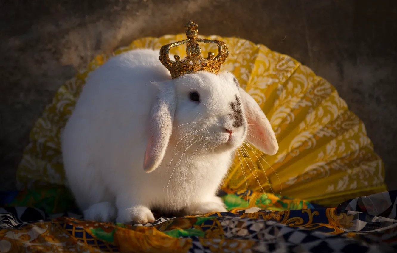 Photo wallpaper animal, crown, rabbit