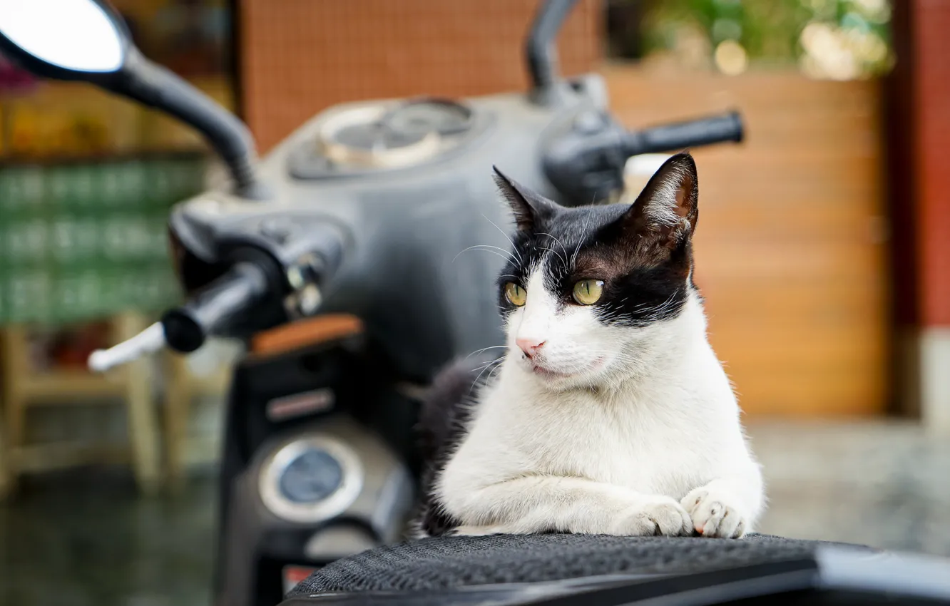 Photo wallpaper cat, black and white, lies