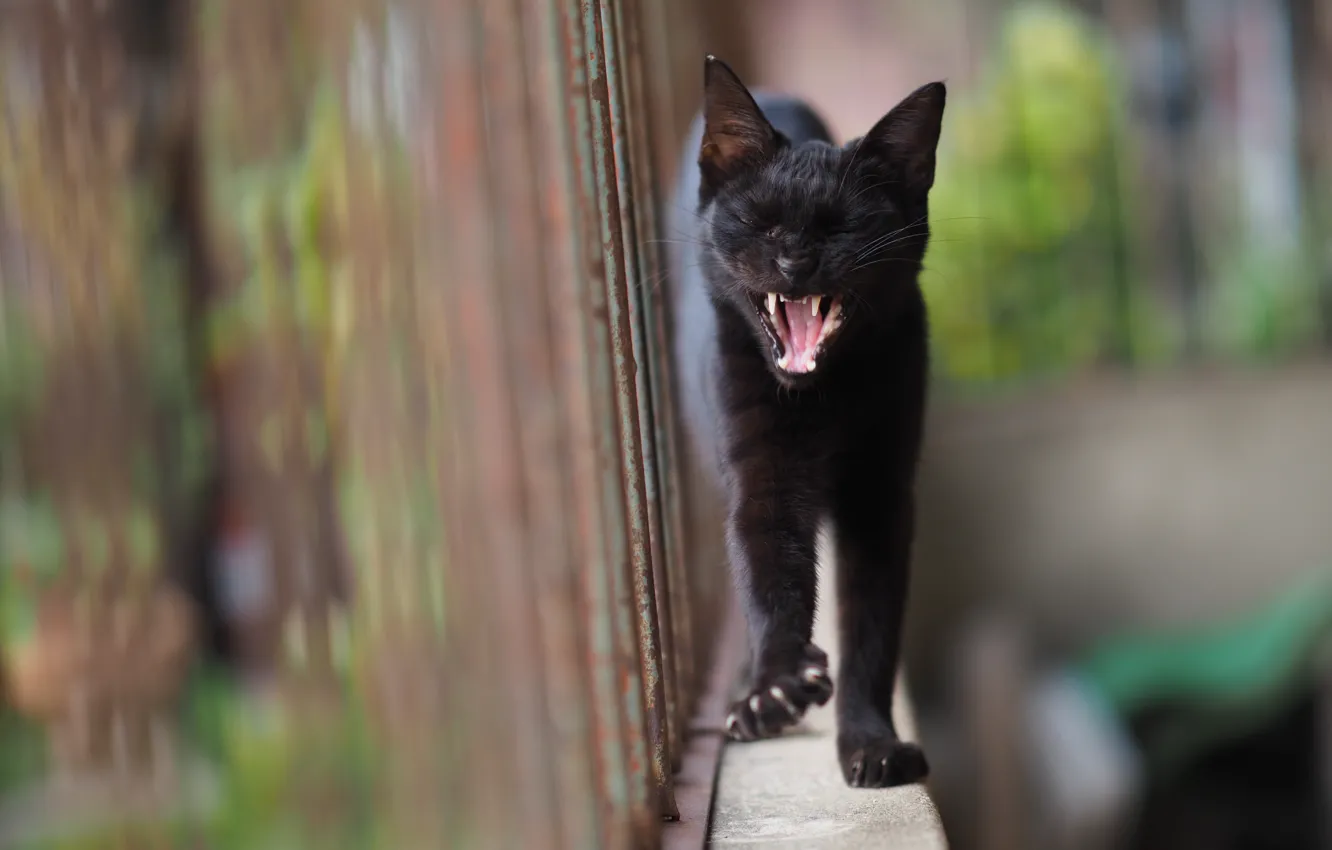 Photo wallpaper cat, black, yawns