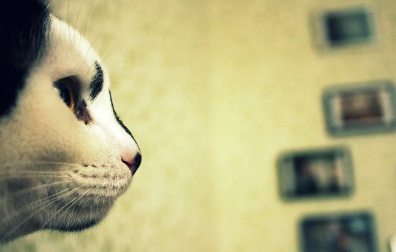 Photo wallpaper cat, cat, look, face, nose, Kote
