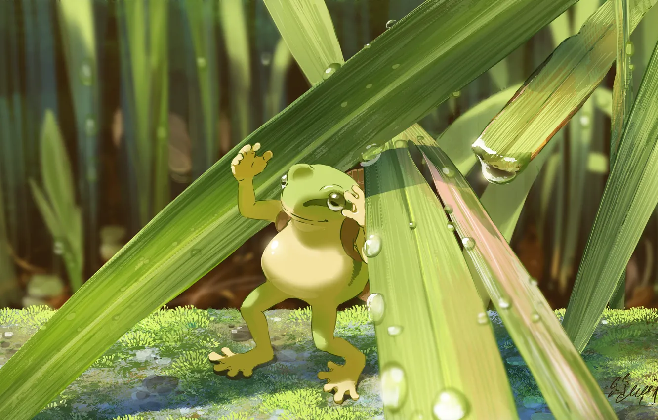 Photo wallpaper water, drops, frog, sedge