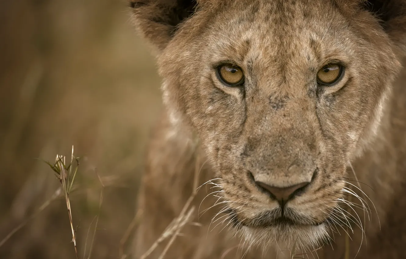 Photo wallpaper look, face, lioness