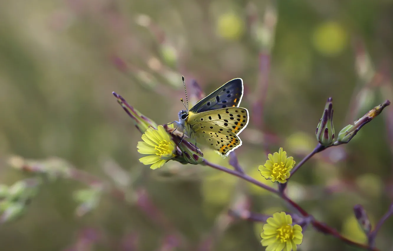 Photo wallpaper macro, flowers, branches, yellow, background, butterfly, blur, insect