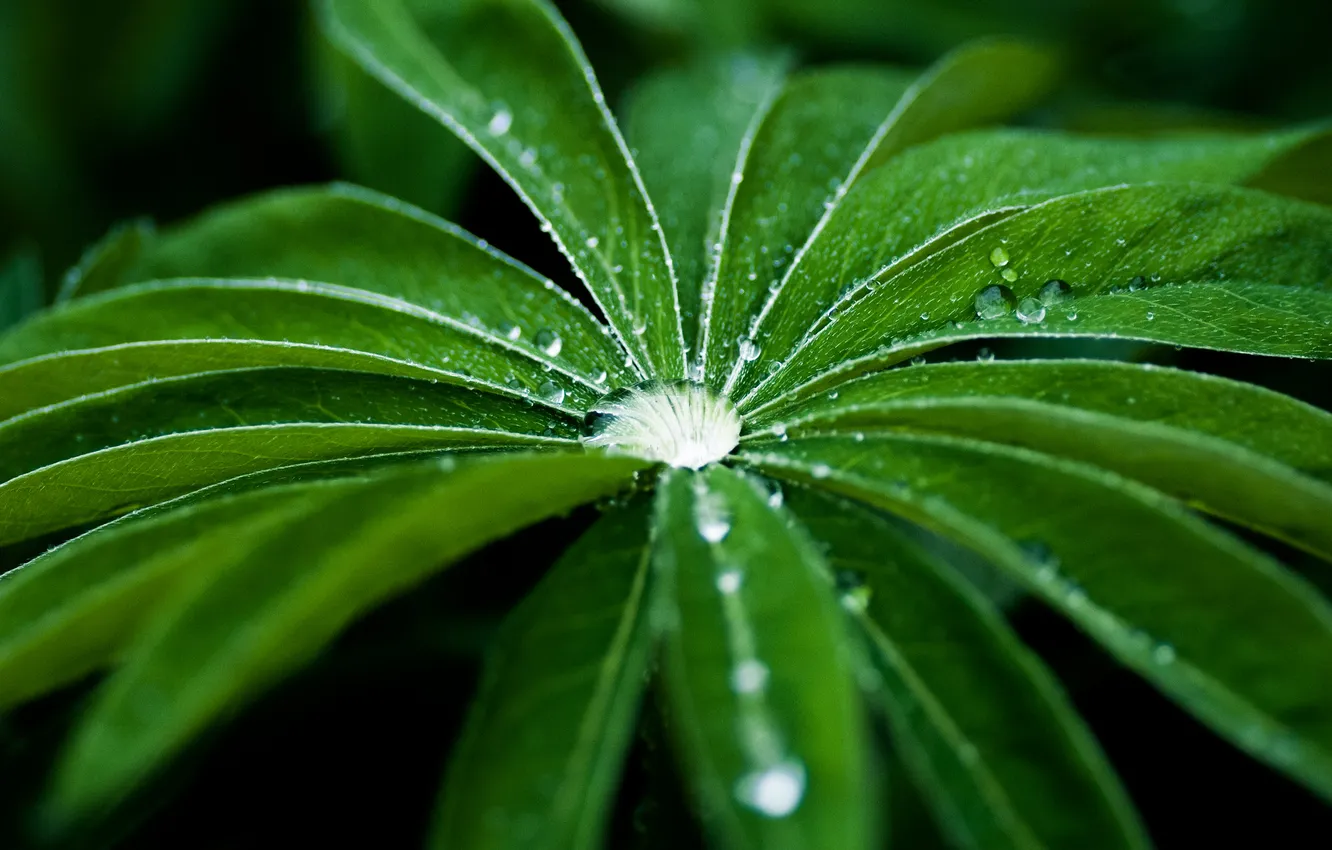 Photo wallpaper leaves, drops, macro, plant