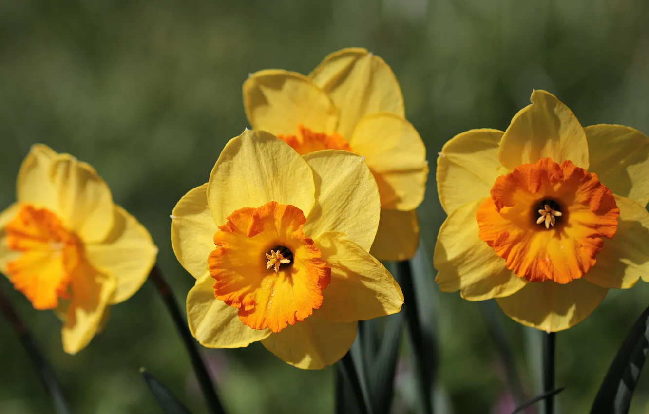 Photo wallpaper flowers, nature, spring, daffodils, pollens
