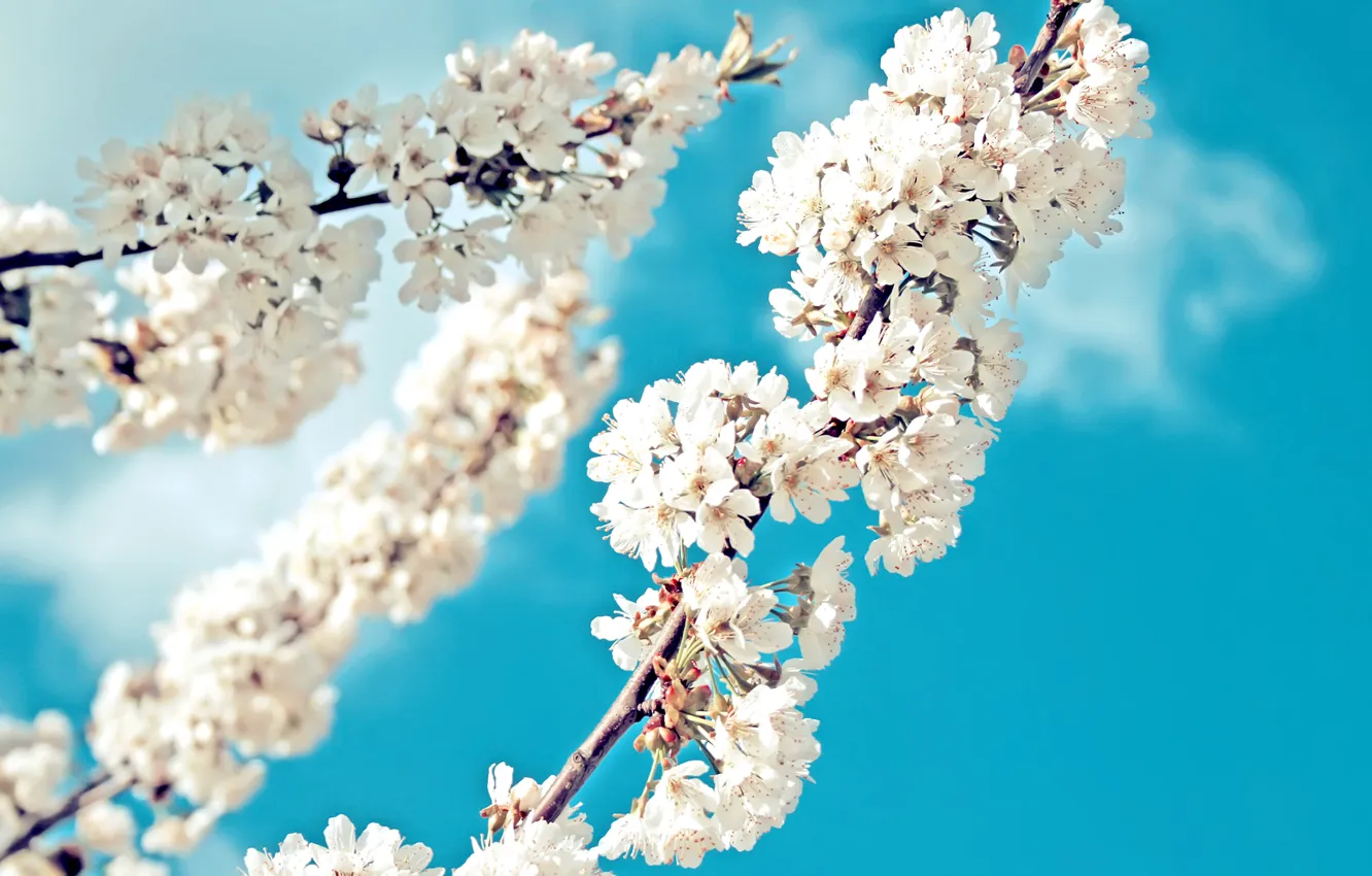 Photo wallpaper the sky, flowers, branches, garden