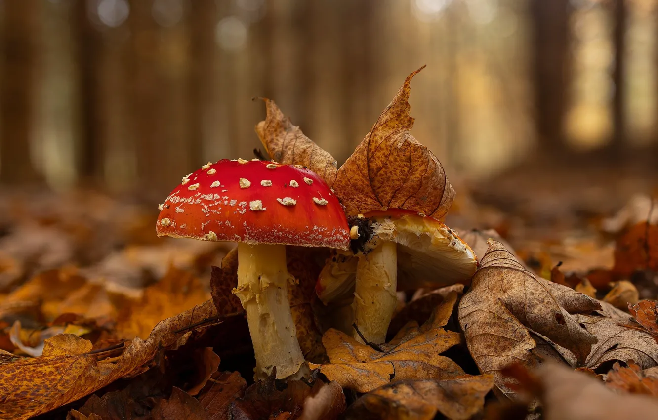 Photo wallpaper autumn, leaves, mushrooms, mushroom