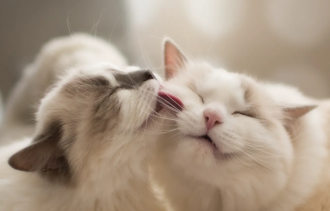 Photo wallpaper cat, muzzle, Moydodyr, Ragdoll