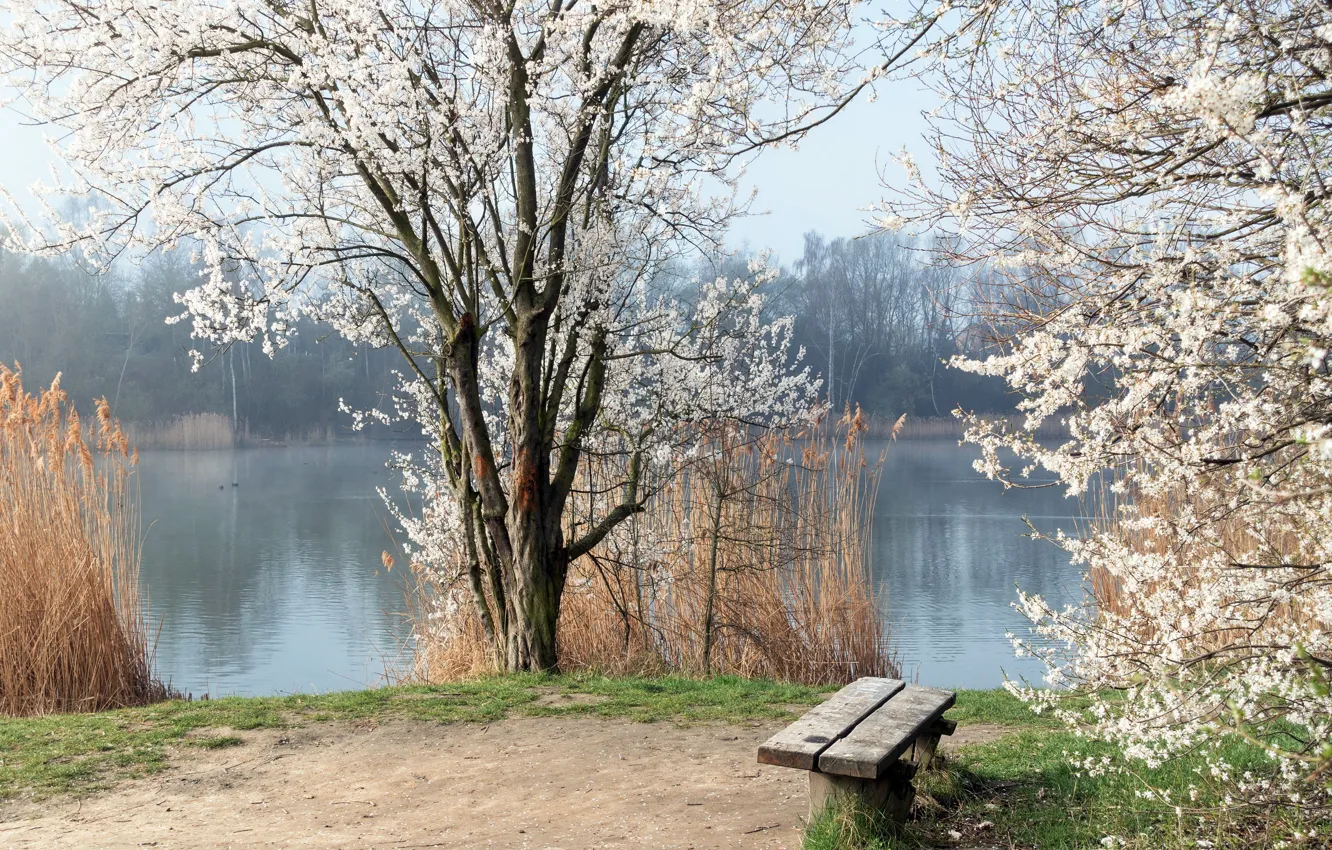 Photo wallpaper river, spring, bench