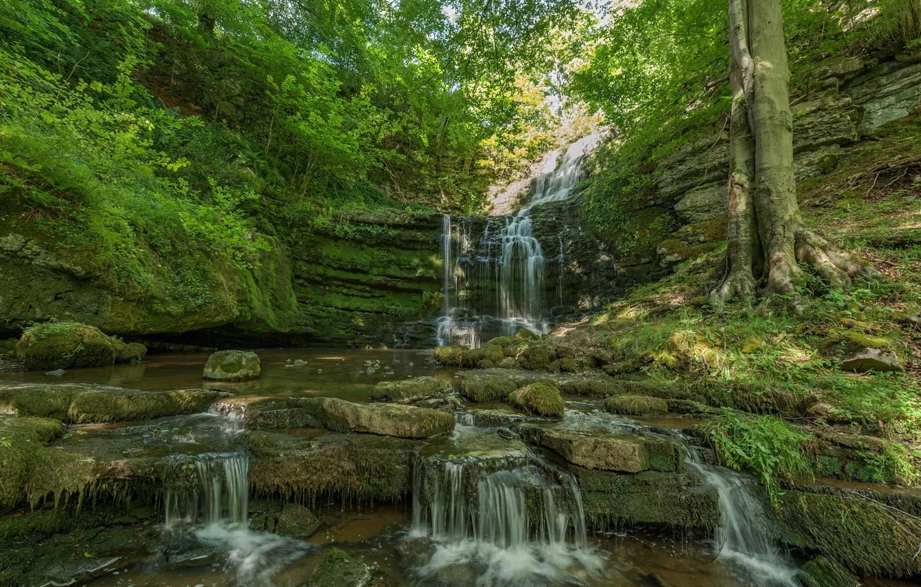 Photo wallpaper forest, stream, waterfall, cascade