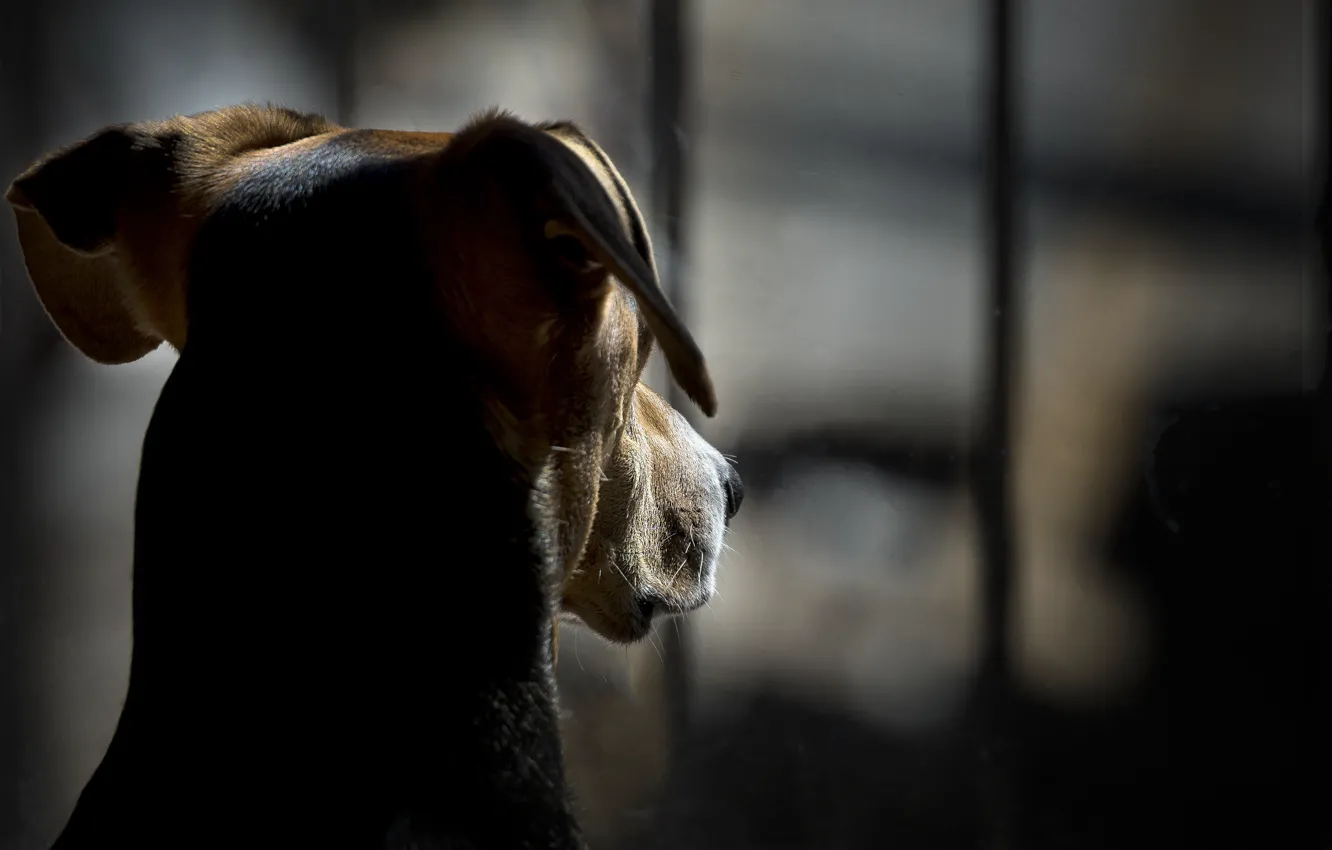 Photo wallpaper each, home, dog