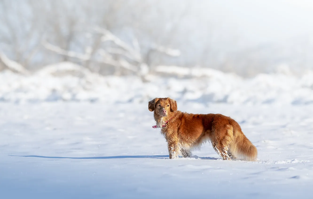 Photo wallpaper winter, look, light, snow, branches, nature, pose, Park