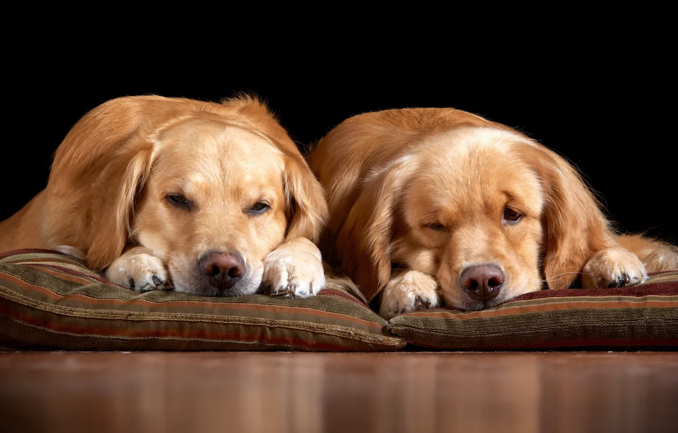 Photo wallpaper dogs, comfort, house