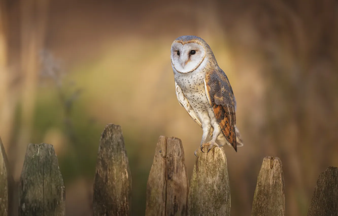 Photo wallpaper owl, bird, Board, the fence, blur, palisade, bokeh, the barn owl