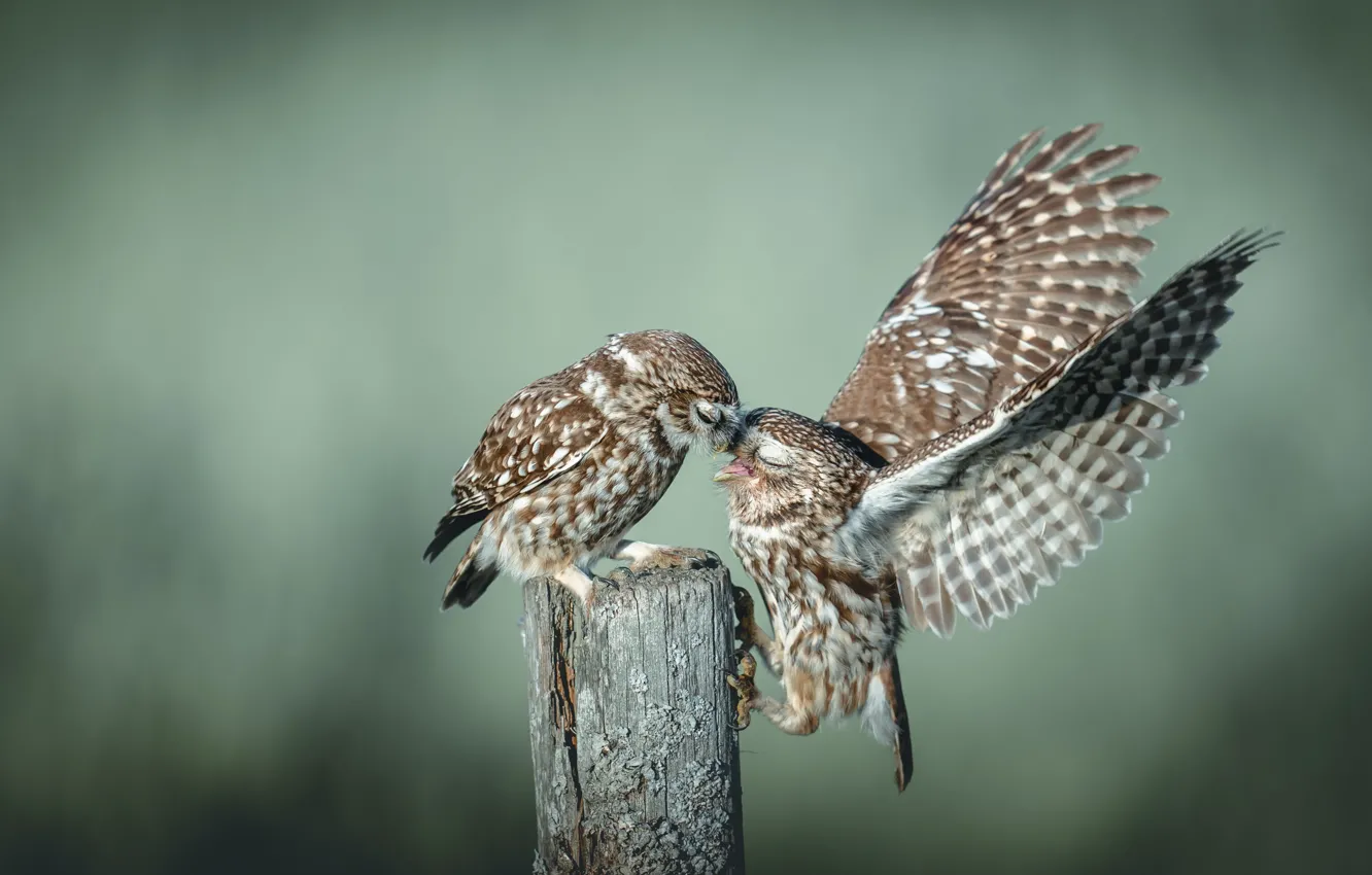 Photo wallpaper birds, pose, owl, two, stump, wings, pair, owls