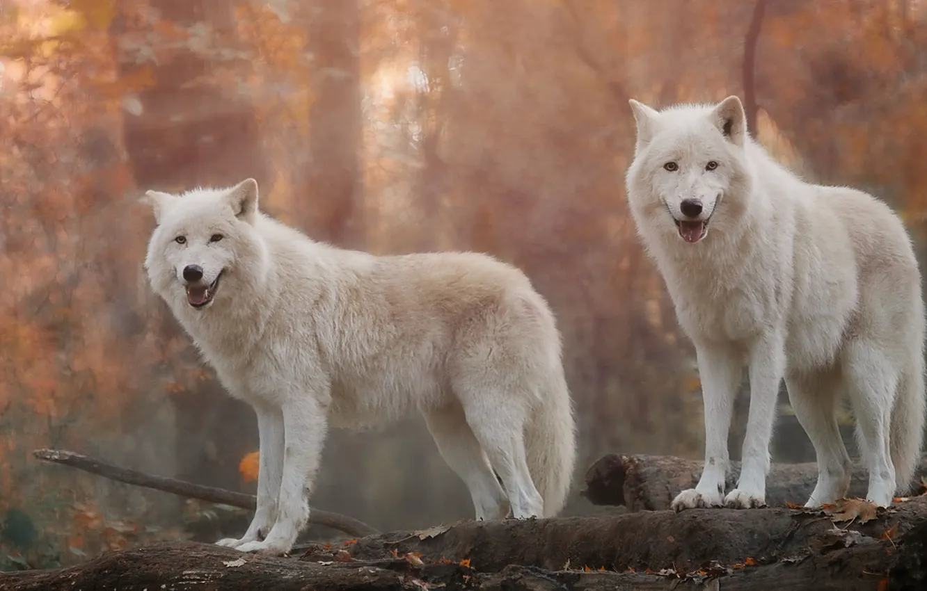 Photo wallpaper animals, winter, snow, wolves