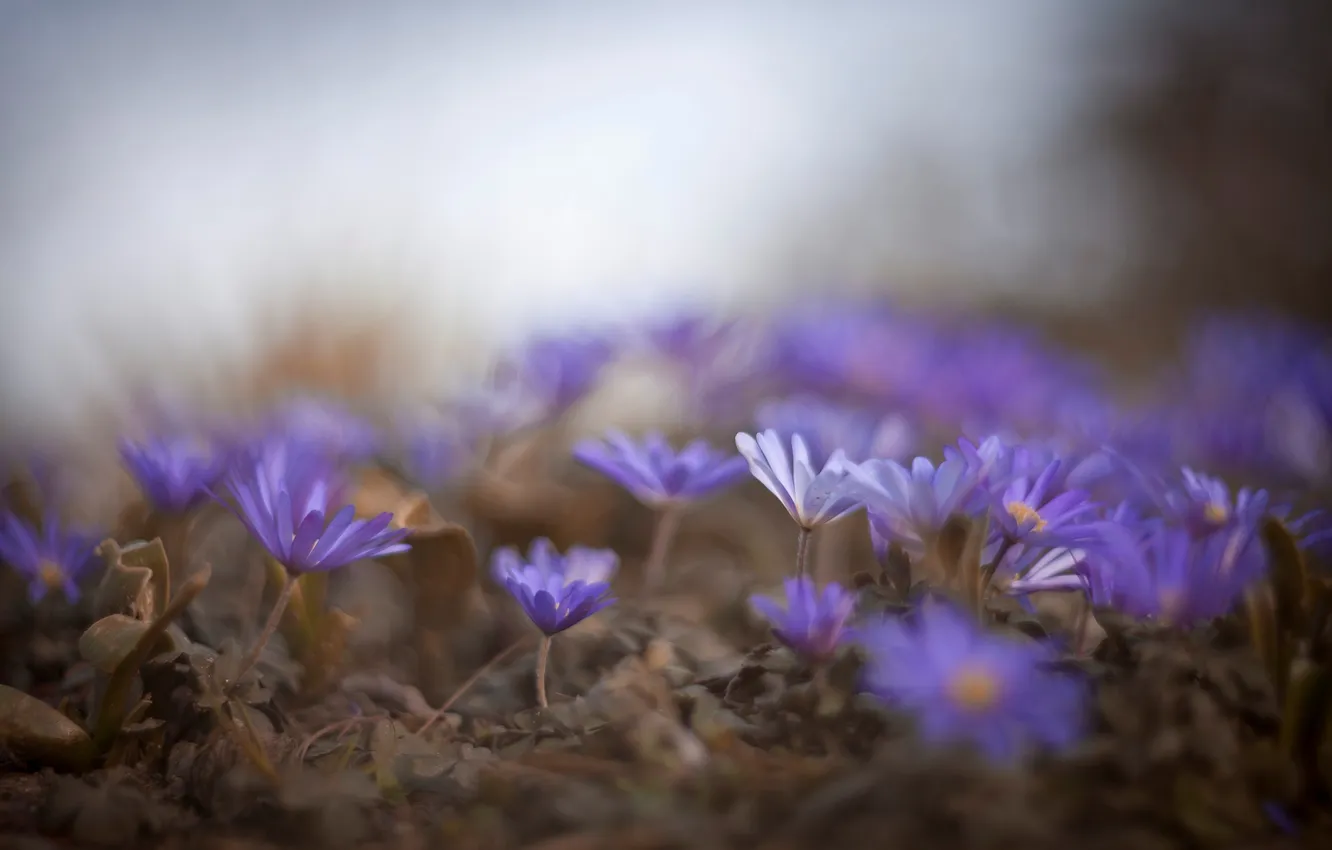 Photo wallpaper flowers, nature, spring