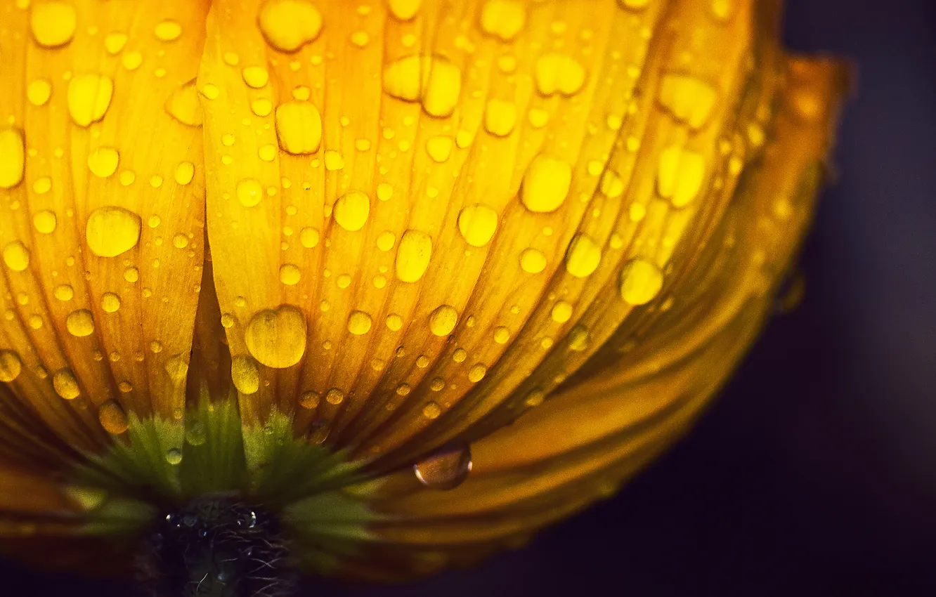 Photo wallpaper water, drops, macro, flowers, yellow, Rosa, background, widescreen