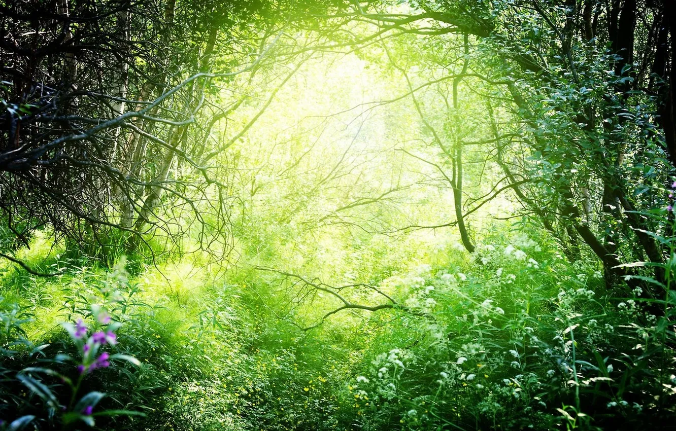 Wallpaper Nature, Forest, Green, Light, Light, Beautiful, Nature ...