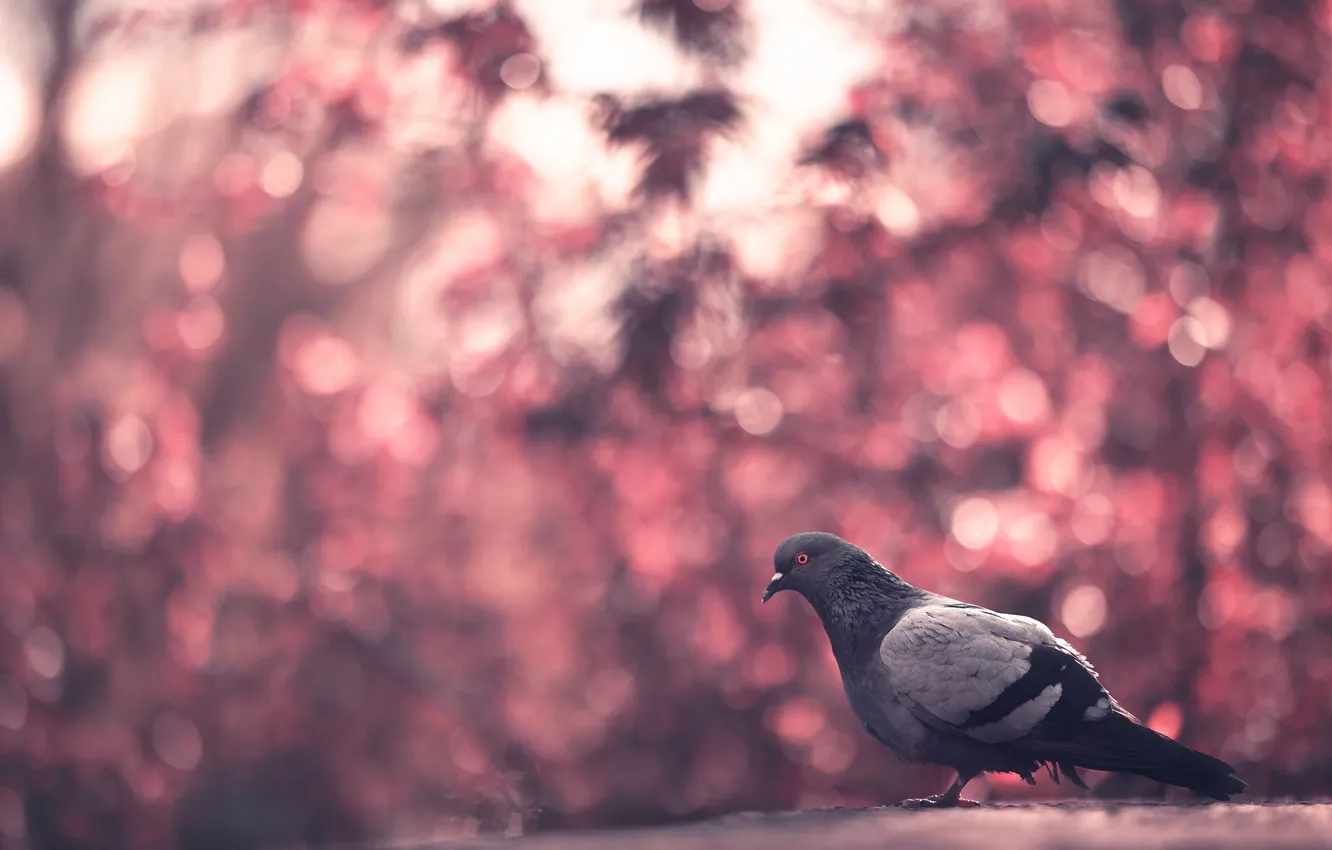 Photo wallpaper background, bird, dove