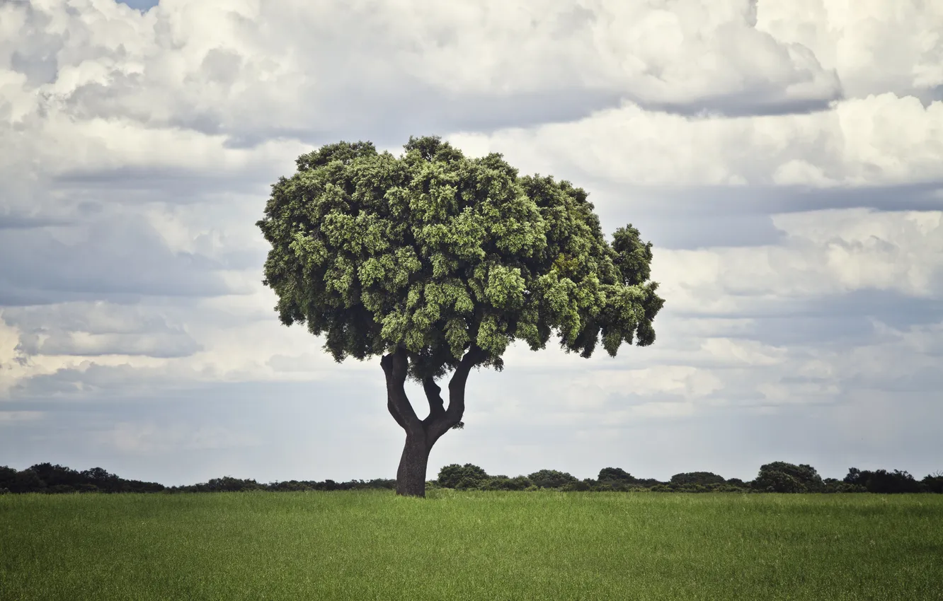 Photo wallpaper field, grass, clouds, trees, grass, field, clouds, tree