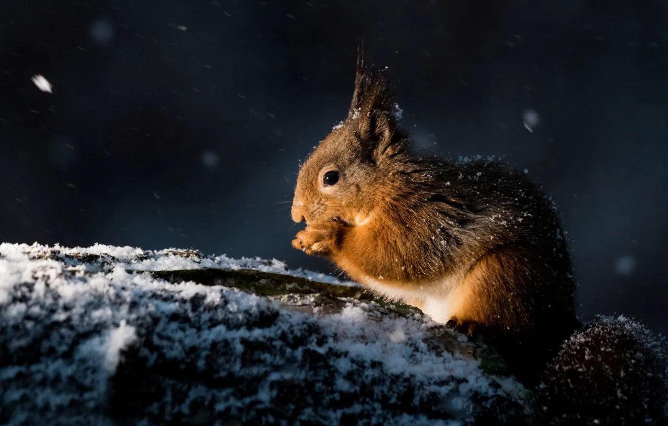 Photo wallpaper snow, protein, red, rodent, pet
