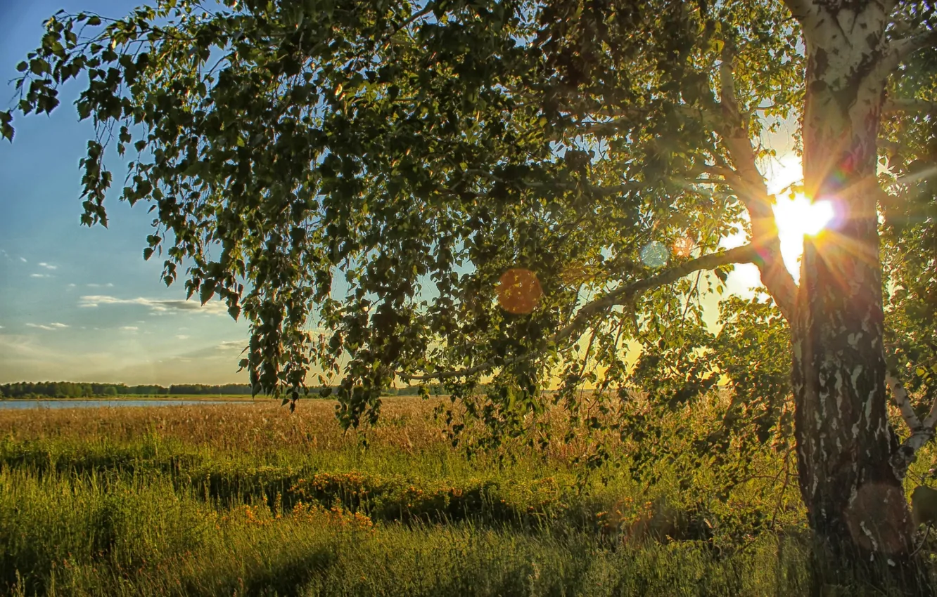 Photo wallpaper field, the sun, light, birch