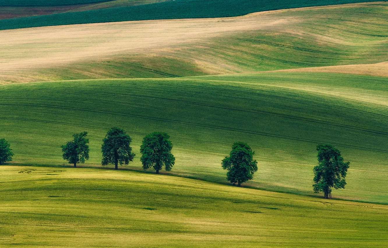 Photo wallpaper greens, field, trees, strip, hills, the slopes, field, green