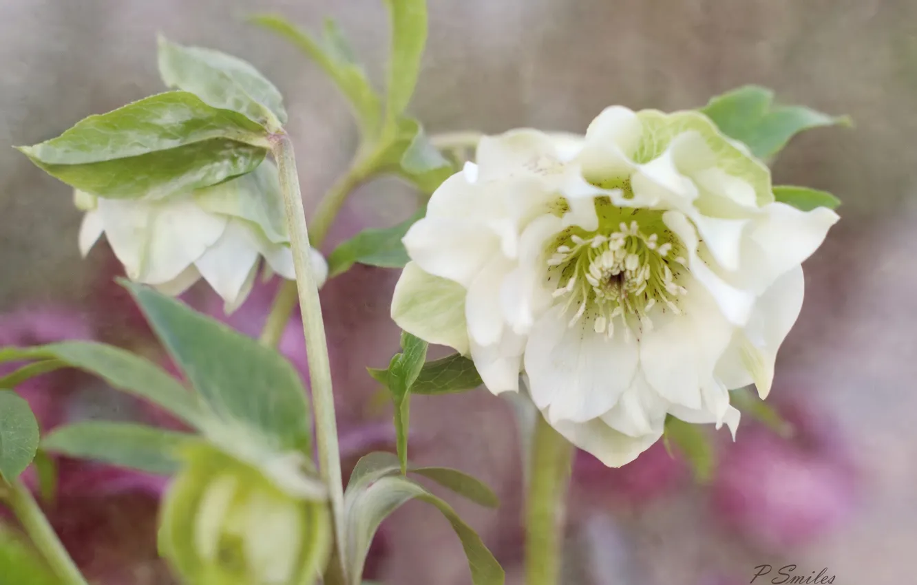 Photo wallpaper white, flowers, buds, hellebore, Helleborus