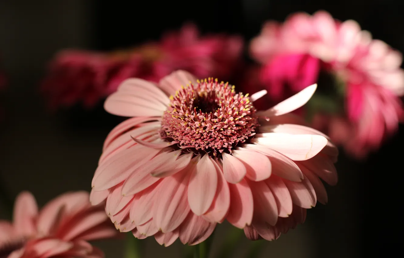 Photo wallpaper close-up, pink, gerbera, blurred background
