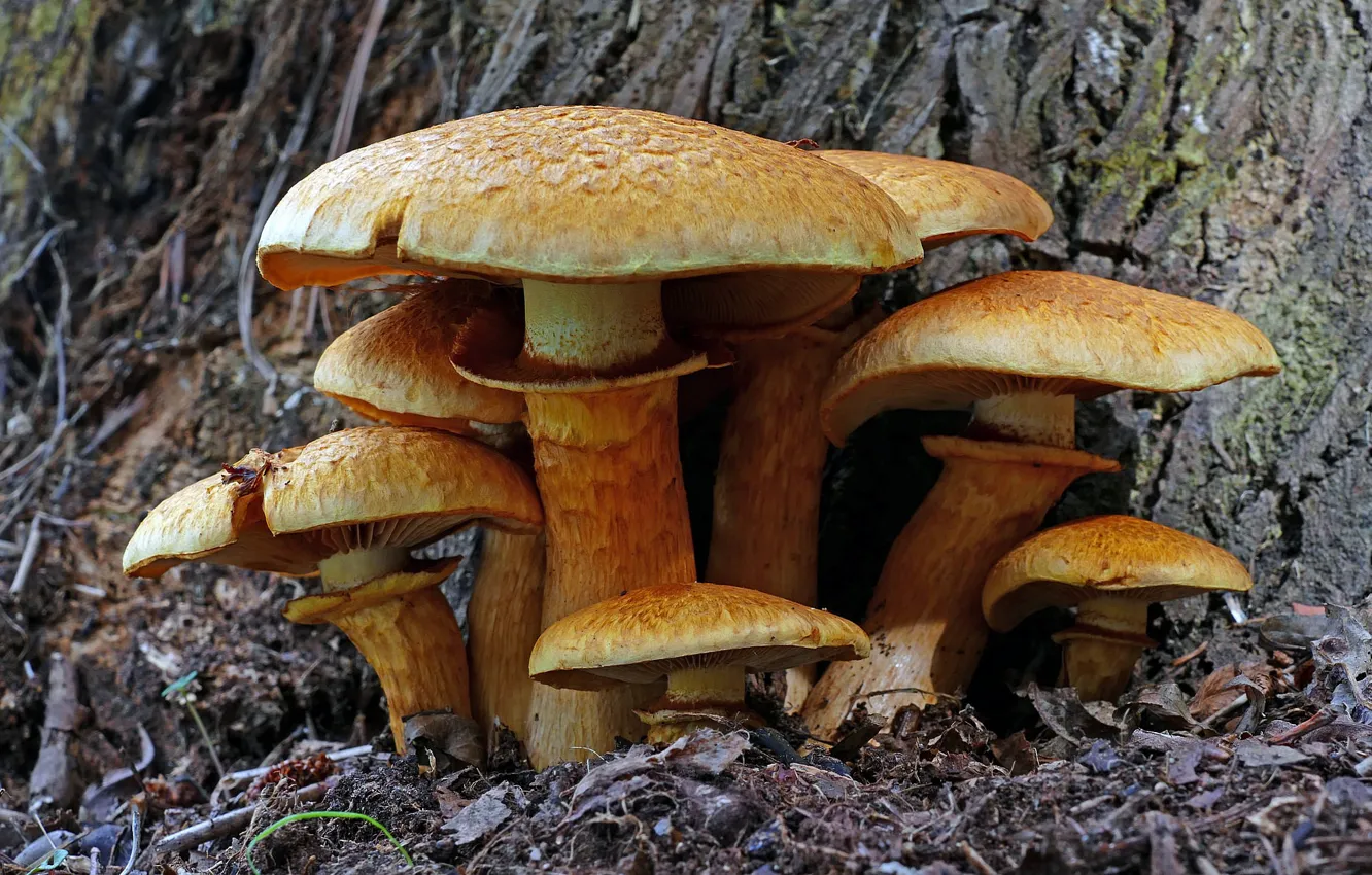 Photo wallpaper mushrooms, family, gymnopis prominent