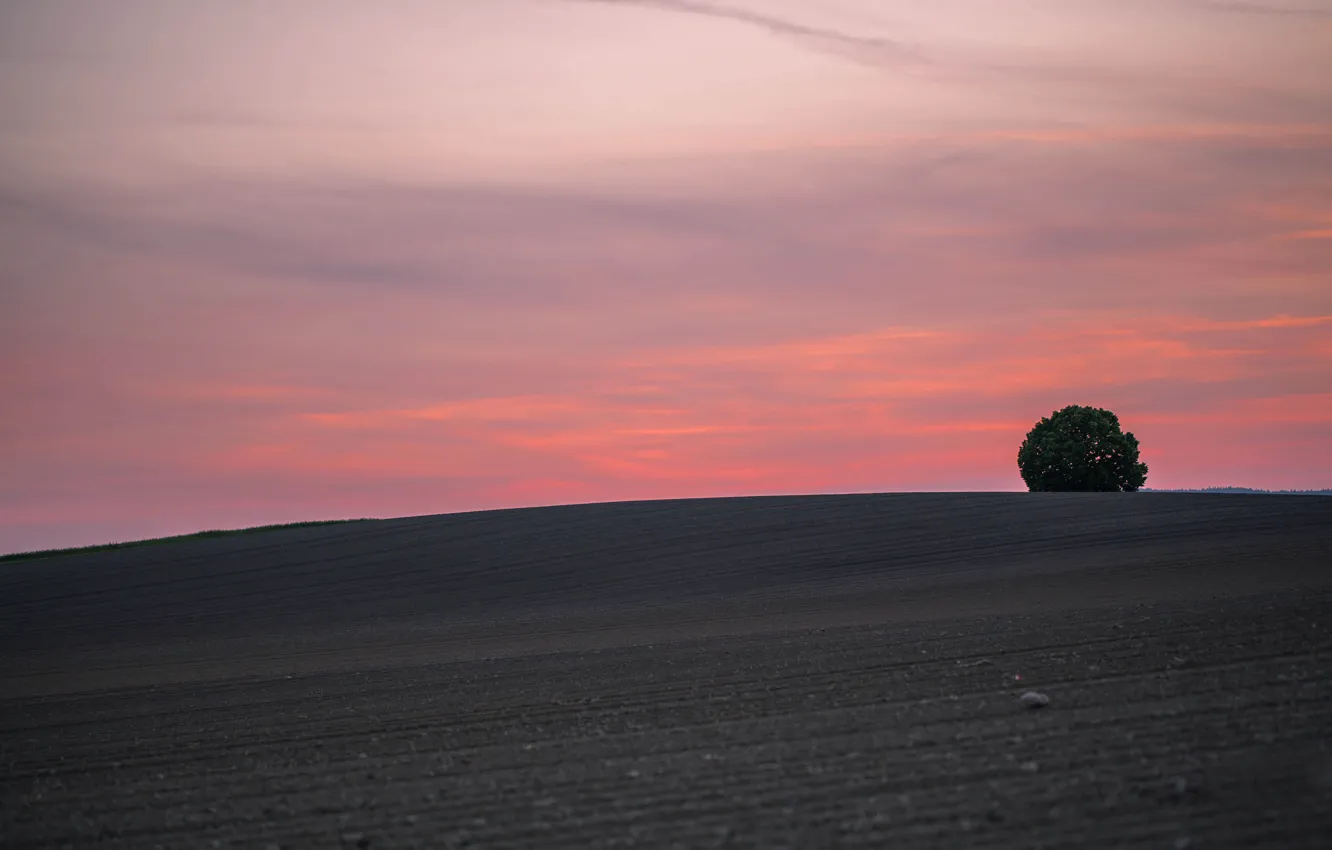 Photo wallpaper trees, sunset, hills