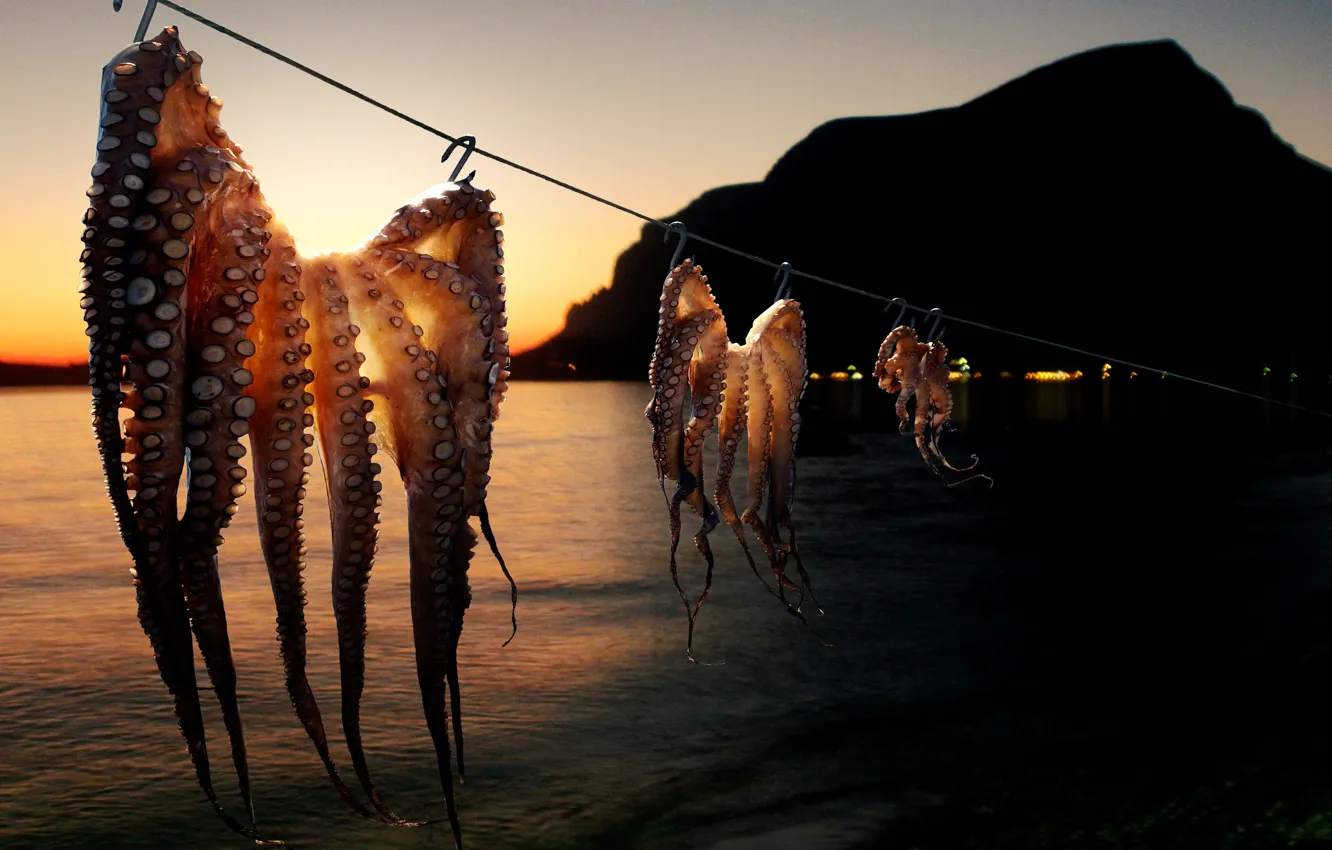 Photo wallpaper sea, shore, squid