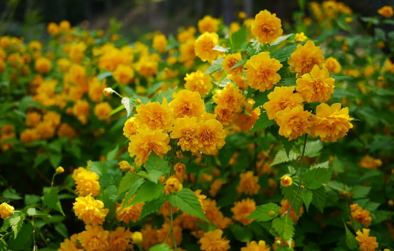 Photo wallpaper flowers, the bushes, Kerria Japanese