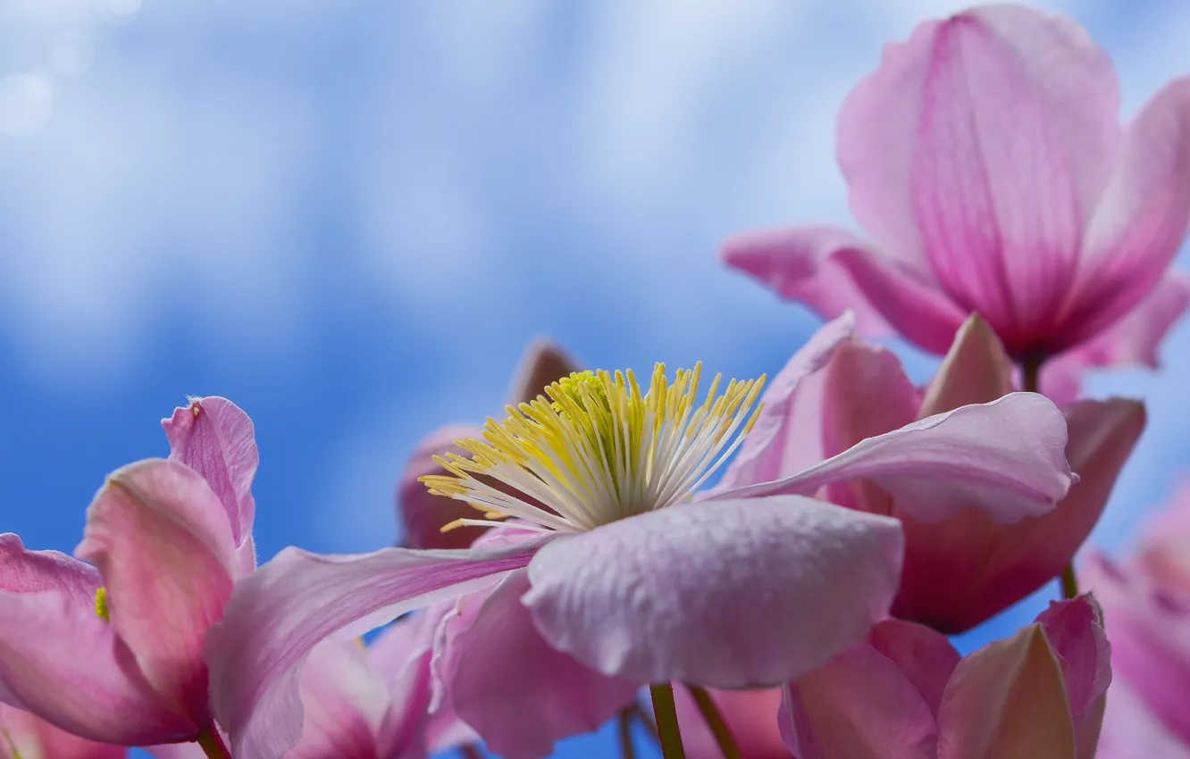 Photo wallpaper macro, background, petals, Clematis, Clematis