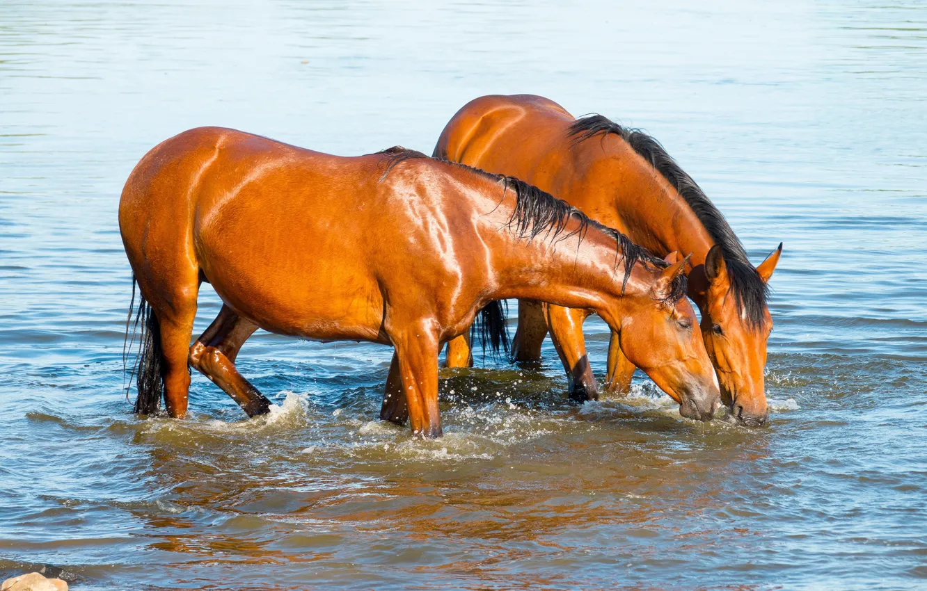 Photo wallpaper water, horses, horse, bathing, pair, red, drink, pond