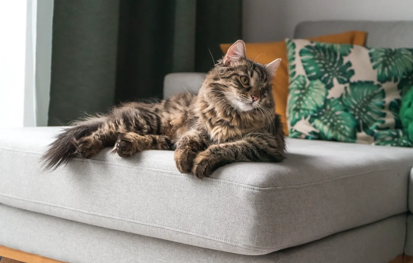 Photo wallpaper cat, look, pose, sofa