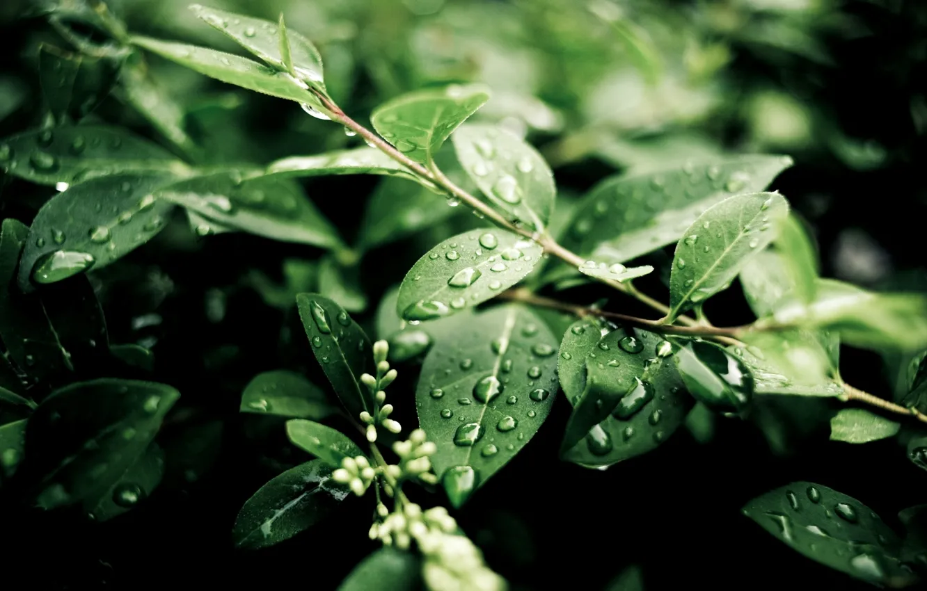 Photo wallpaper green, water, leaves, plant, moisture