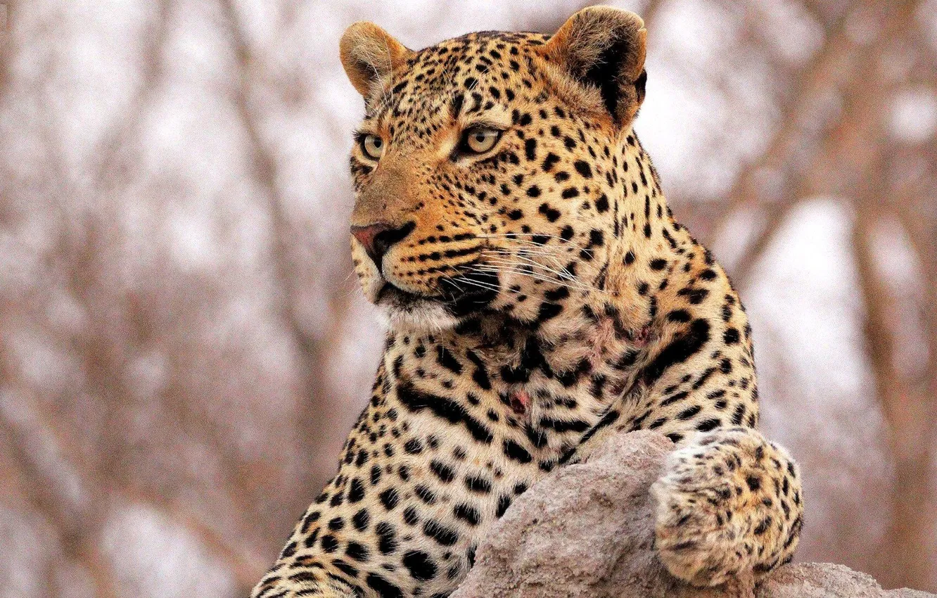 Photo wallpaper leopard, animal, big cat