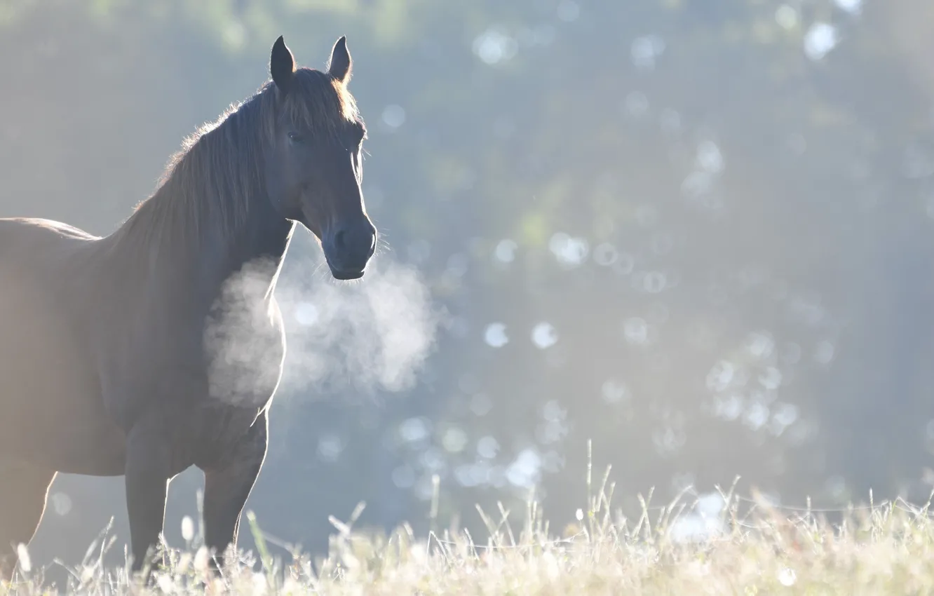 Photo wallpaper horse, horse, morning, cool