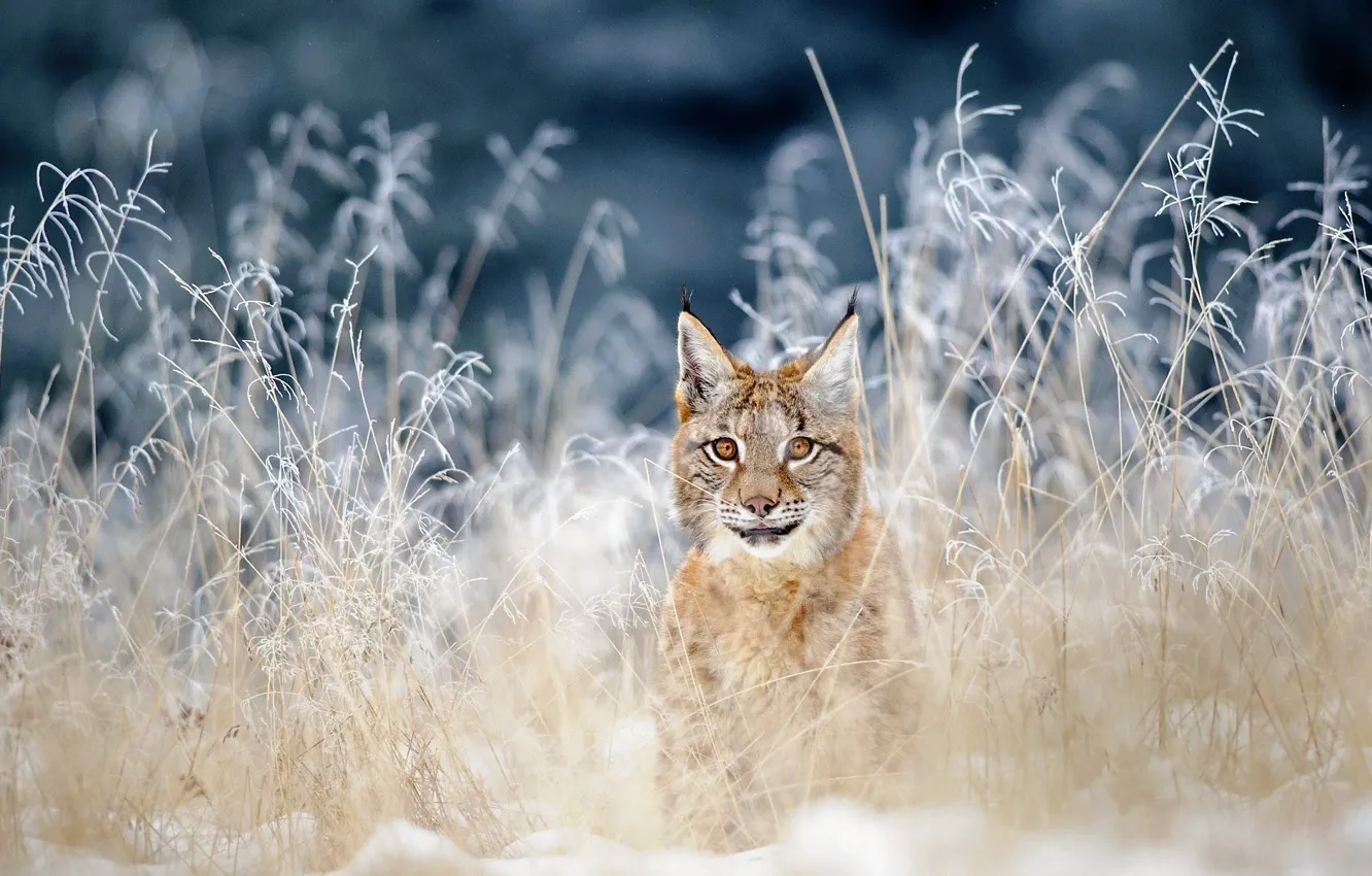 Photo wallpaper Predator, nature, cat, Europe, siberia, outdoors, Lynx, Eurasian lynx