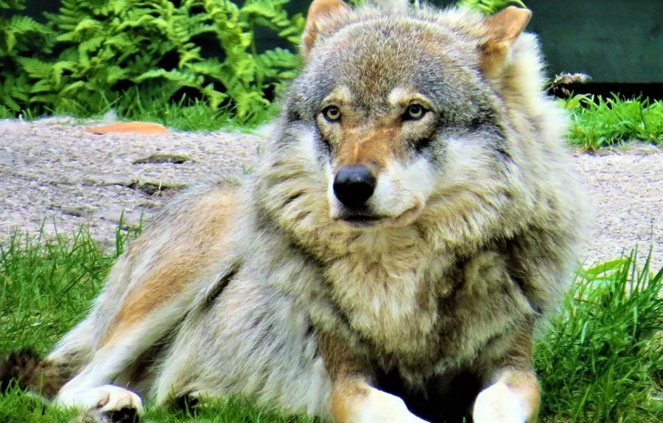 Photo wallpaper Predator, nature, animal, wolf, wildlife, portrait., Canis lupus. face • wolf • portrait • predator