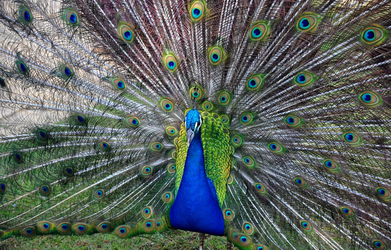 Photo wallpaper bird, feathers, tail, peacock, bird, tail, beautiful bird, peacock