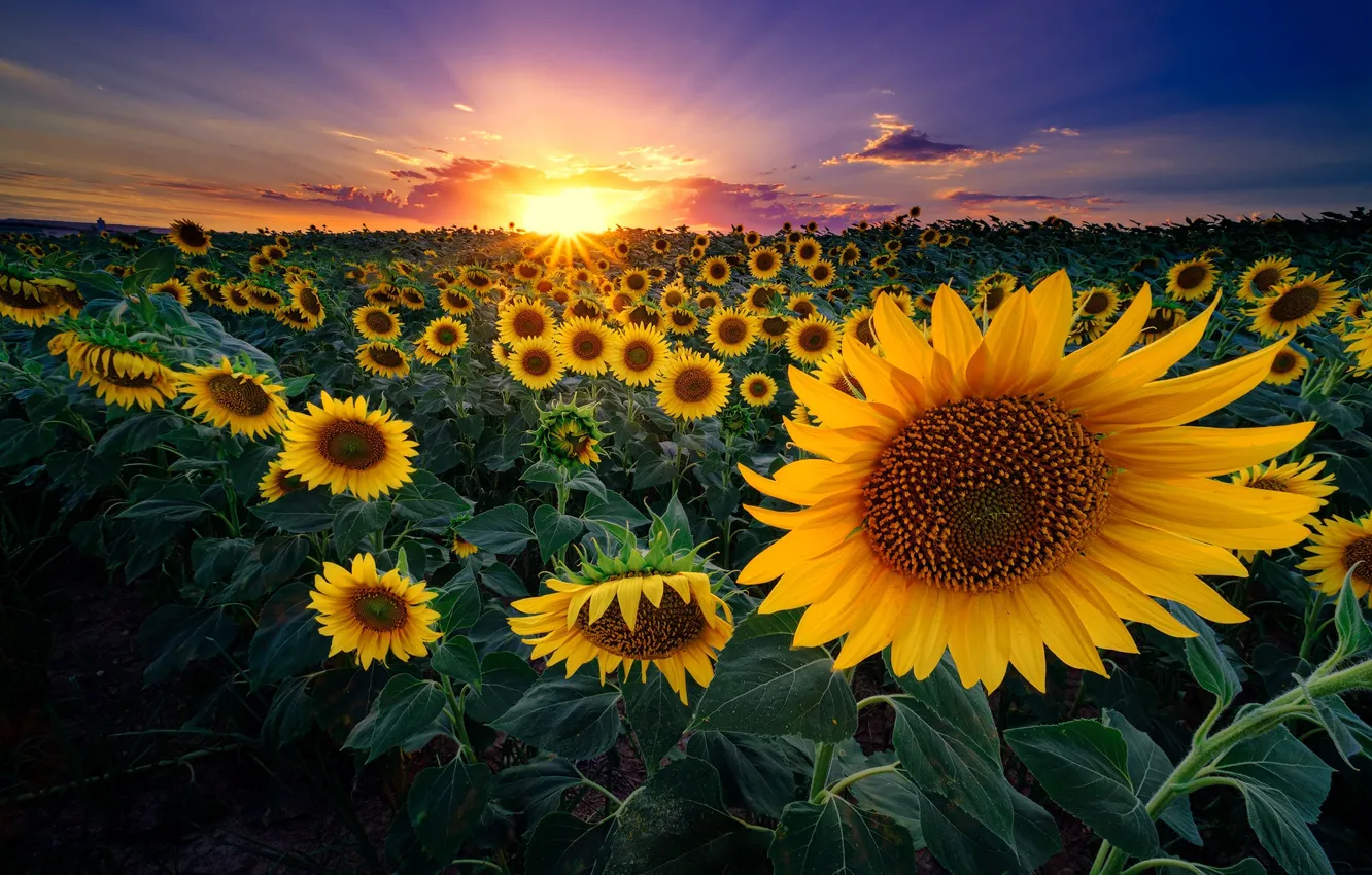 Photo wallpaper field, sunflowers, sunset, flowers