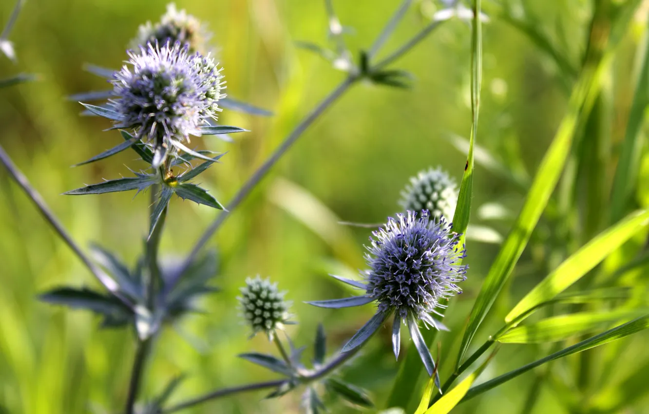 Photo wallpaper grass, flowers, nature
