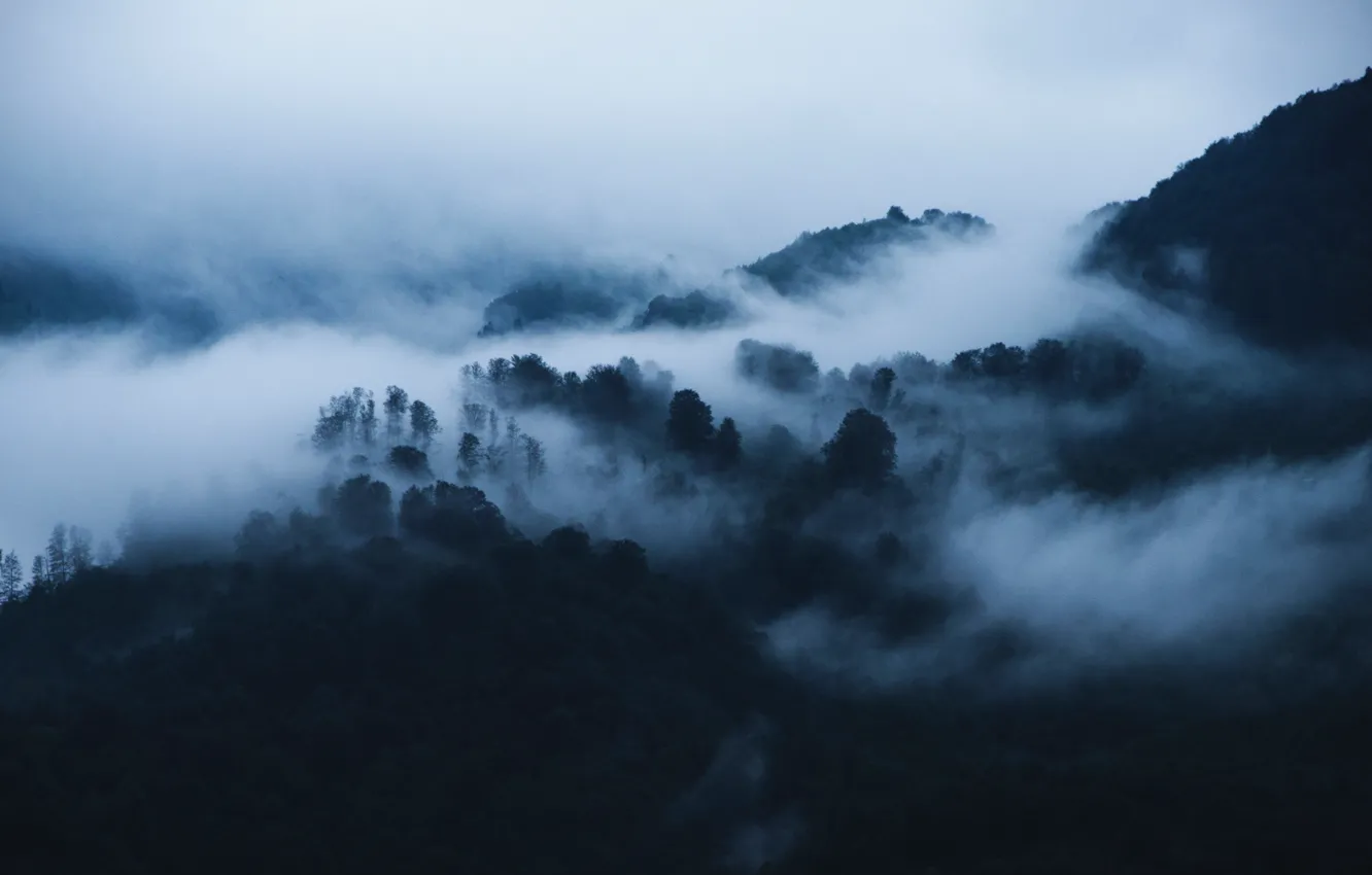 Photo wallpaper forest, trees, mountains, nature, fog