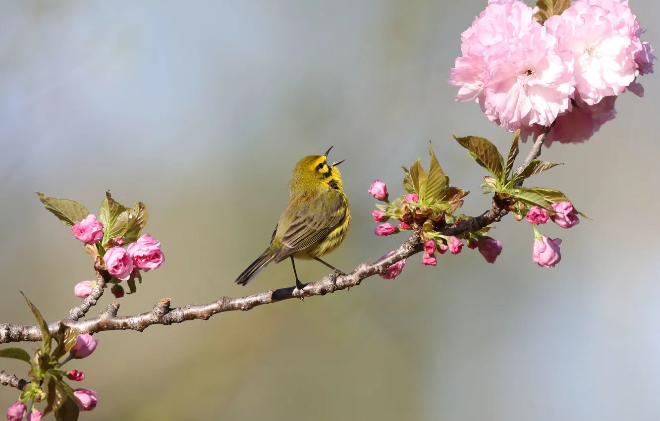 Photo wallpaper flowers, bokeh, bird, flowering, branches, spring