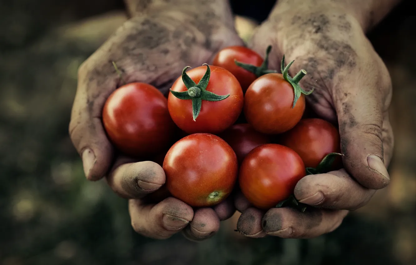 Photo wallpaper hands, harvest, dirt, tomatoes, fresh, farmer